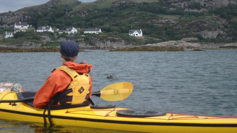 sea kayaking seals